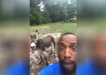 Lion King Donkey Featured