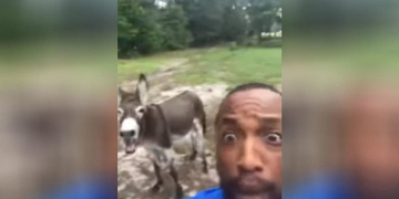Lion King Donkey Featured