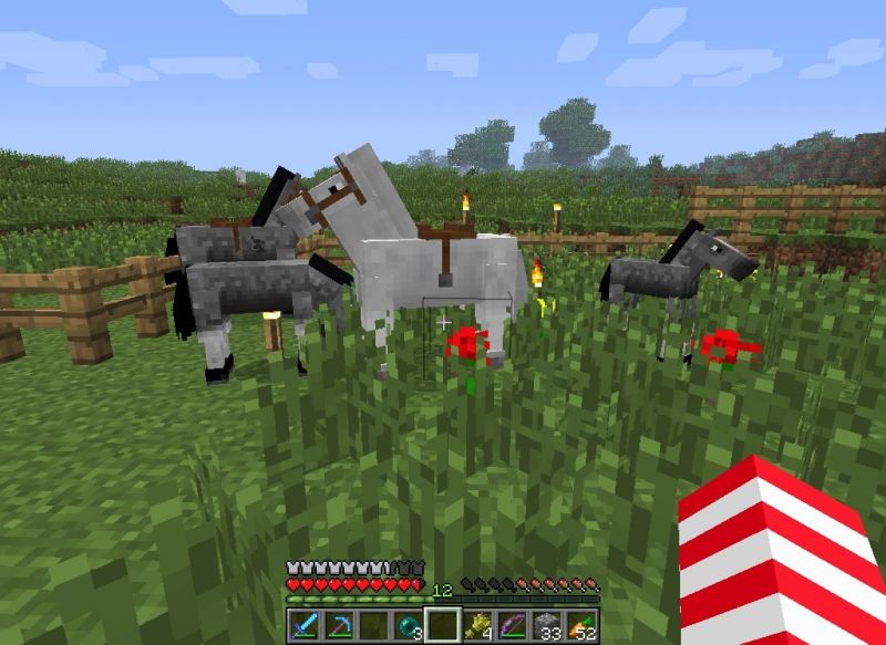 Minecraft Horse Breed