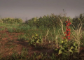 Where To Find Red Sage Red Dead Online