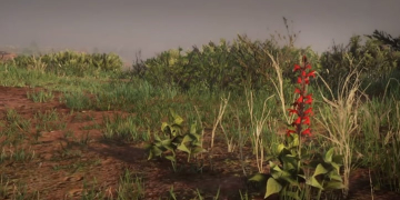 Where To Find Red Sage Red Dead Online