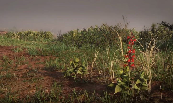 Where To Find Red Sage In Red Dead Online