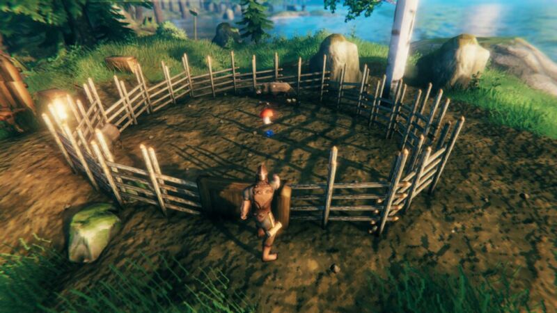 How to Tame a Boar in Valheim and Boars Cage