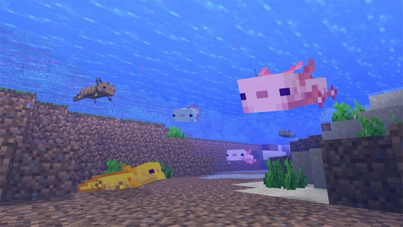 Everything About Axolotl In Minecraft
